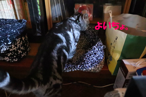 ちゅぎはこっちでしゅな~。