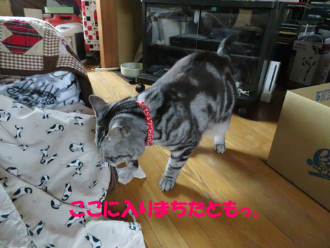 おいらの毛玉ぼーる!