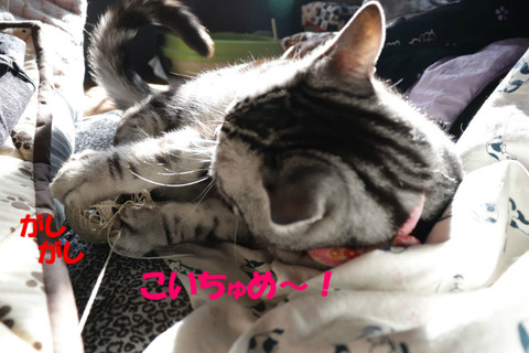 えいっえいっ。