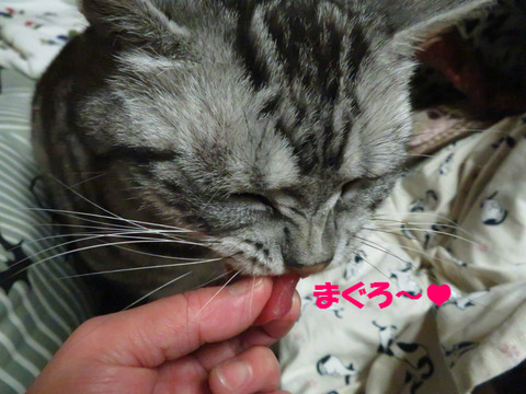 まぐろ、好きでしゅとも!