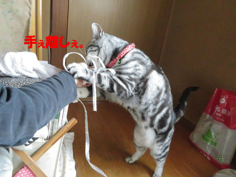 よこしぇ!