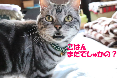 おいらのごはん~♪