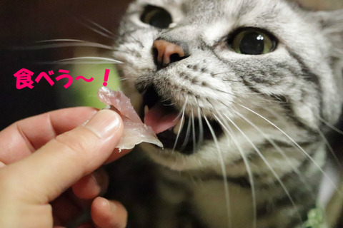 もちろんでしゅとも!
