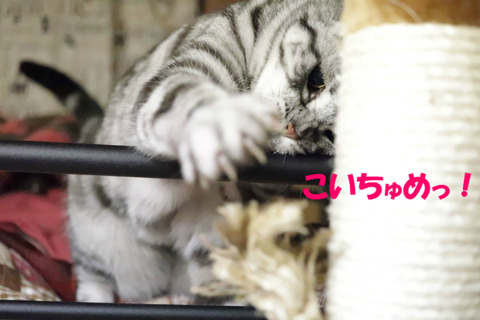 こうちてくりぇうわっ!