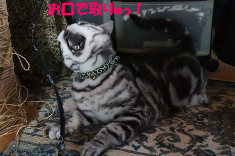 がぁっ!