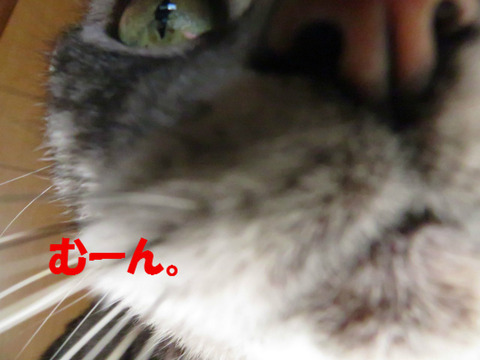 おいらをかまえ!
