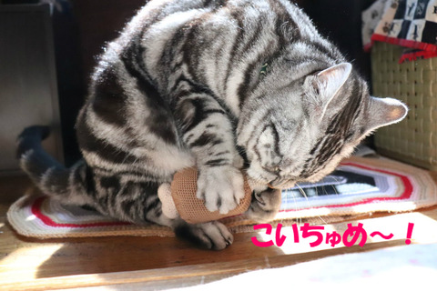 ここ、かじう!