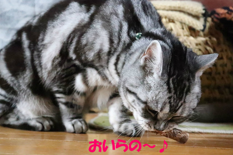 またたびぼう、うみゃ~い♪
