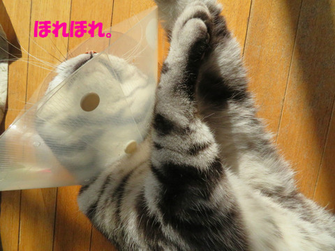 おいら、かわいかろ?