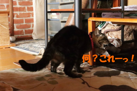 どーなってるのっ！？