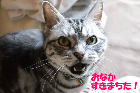 母ちゃんっ!