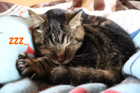 zzz…