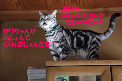 ゼリちゃんのばきゃ!