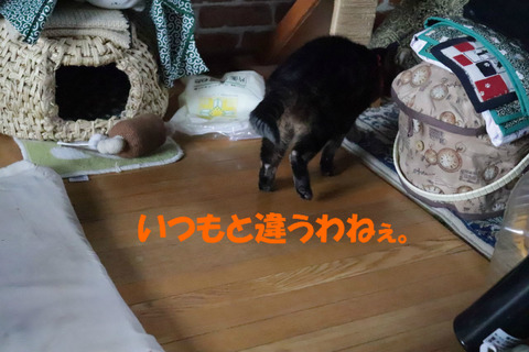 何かあるかしら~?