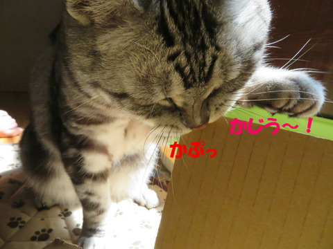 もっとむちるの!