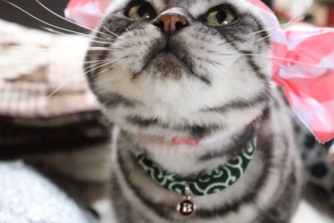 うばいとってやりゅ!