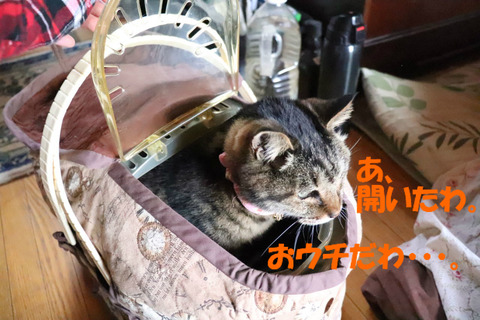 帰って来れたのね?
