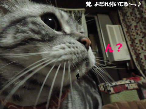 なんでしか?