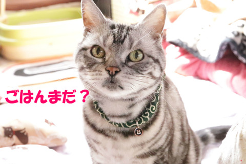 ごはんも食べう!