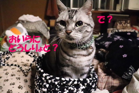 なんかくれうのきゃ?