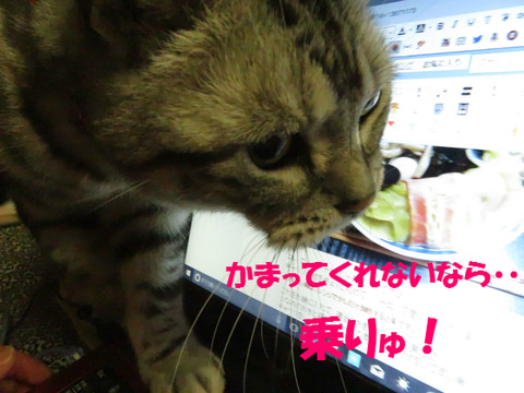 おいらを見れ!
