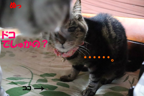 まだありゅのきゃ?