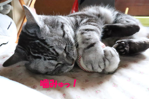 ぼーりゅっ!
