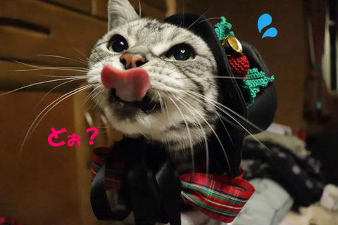 舐めまちた!