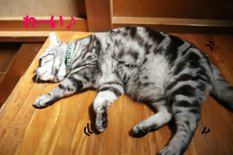 こねこねしう~♪