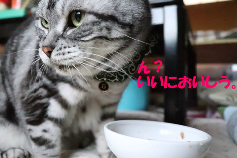 おいちいのありましゅよな?