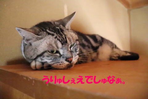 ここがいいんでしゅとも!