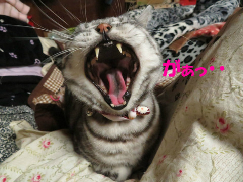 ねむ・・・。