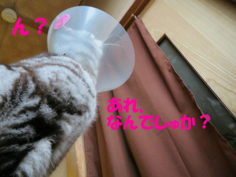 あれでしゅよ。