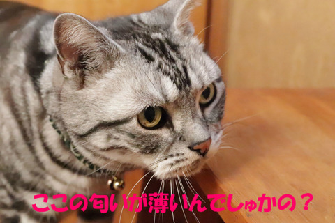 もちかちて!