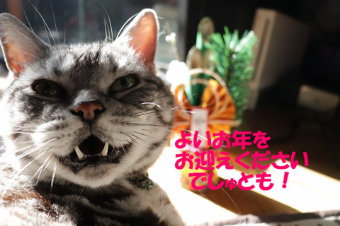 来年もあしょんでくれう?
