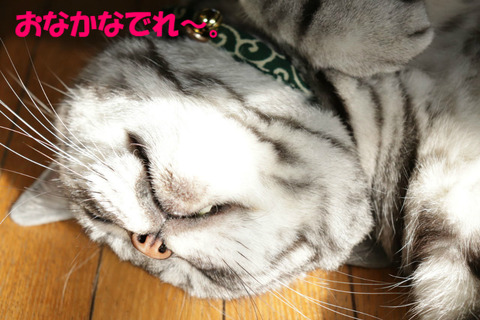 おいら、かわうかろ?