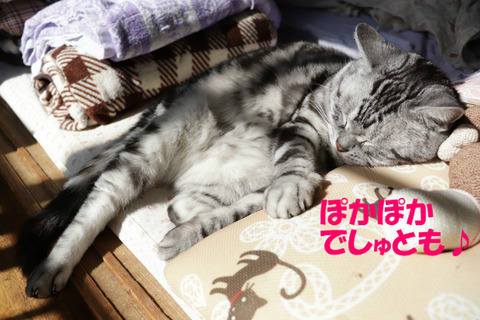 ぬくい~♥