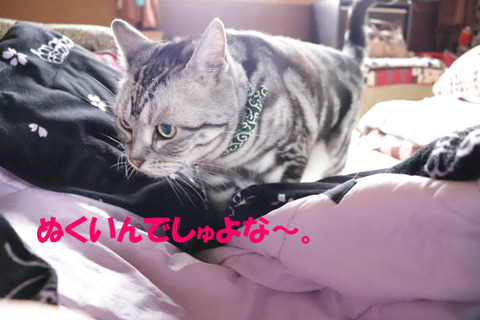 ふかふかしう~。