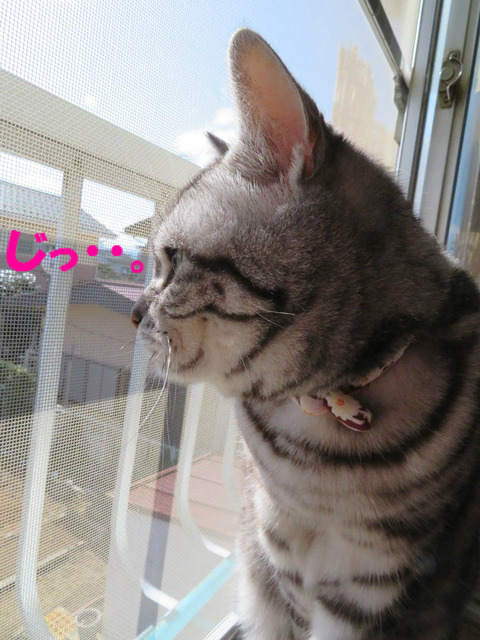 鳥さん、いりゅ!