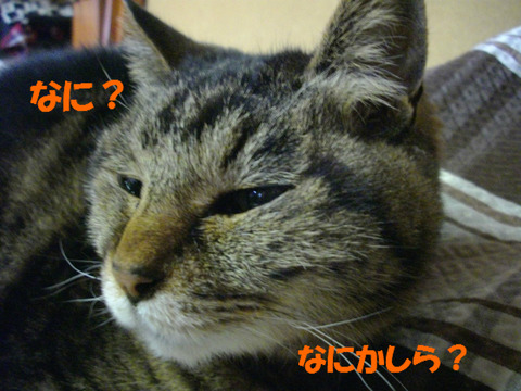 あちしに用かしら?