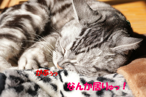 こいちゅめ~!