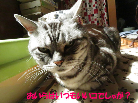 なに、言ってう?