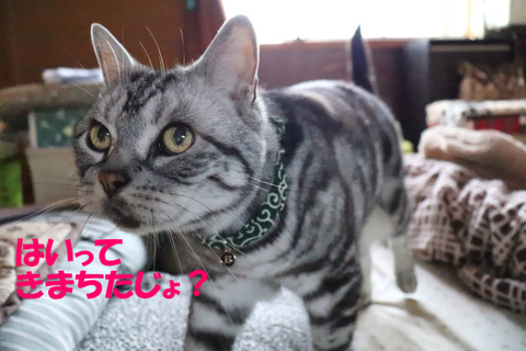なんかちがう?
