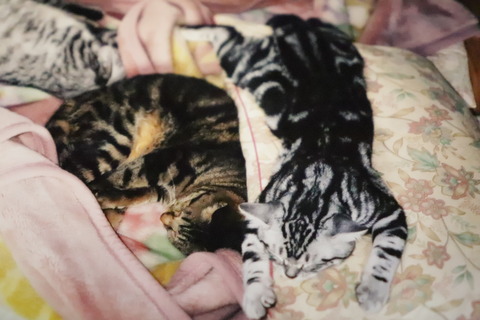 まくりゃ~♥