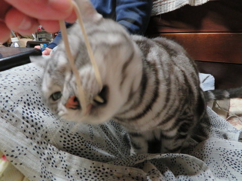 はぎゅはぎゅ。