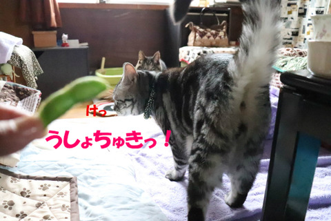 母ちゃんのばきゃ!