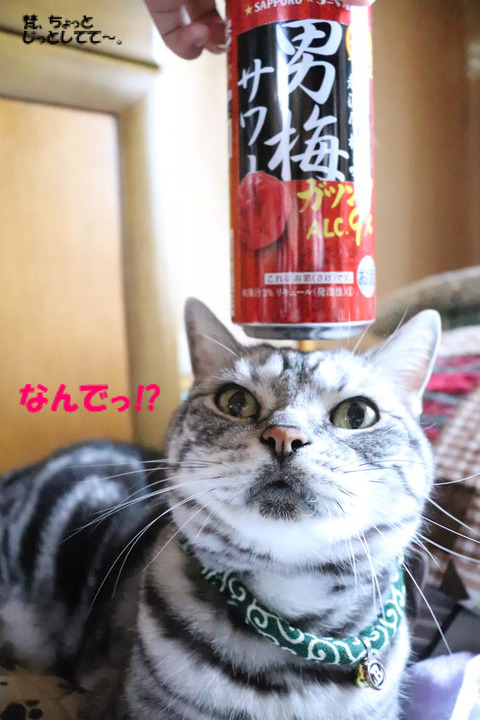 また乗せう気でしゅな?