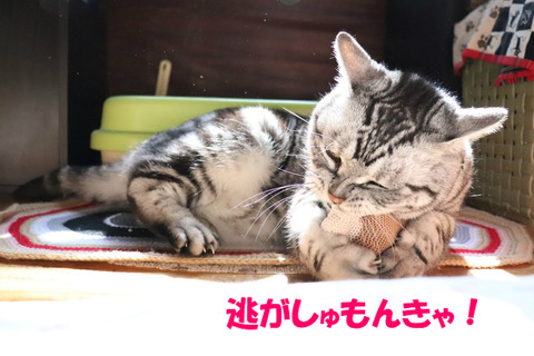 はなちましぇんじょ!