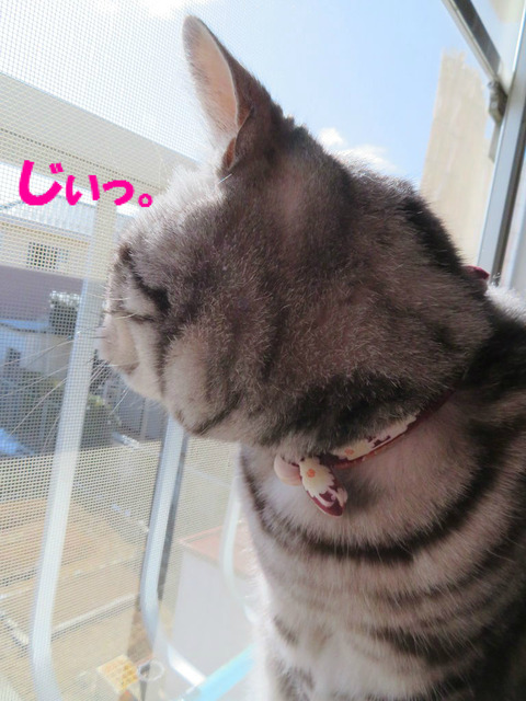 鳥さん・・・。