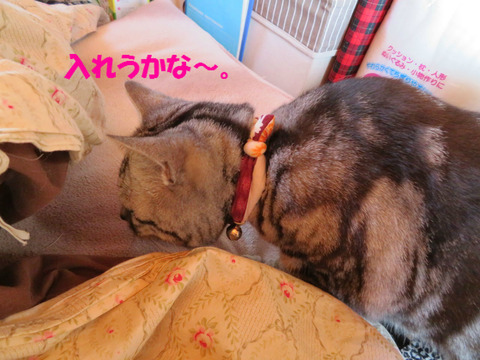 ちょっとせまいでしゅかな?
